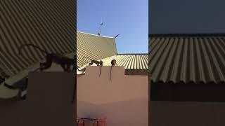baby Monkey falls from the roof