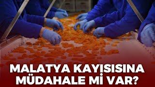 MALATYA KAYISINA MÜDAHALE Mİ VAR?