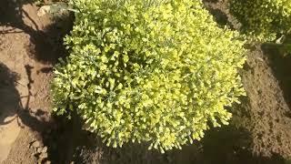 UPDATE OF BROCCOLI SEED MAKING