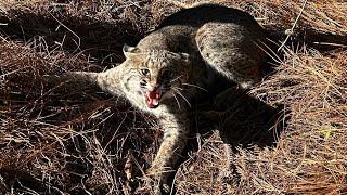 Trapping in Georgia for BIG Coyotes and Bobcats with Dirt-Hole Sets