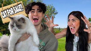 I Stole My Sisters Cat And Sold It Prank