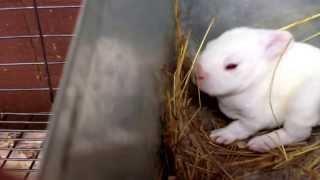 10 day old rabbits open their eyes for the first time 992013