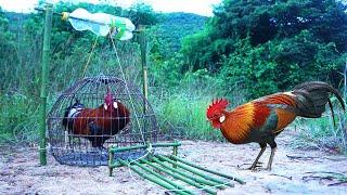 The First Creative Unique DIY Wild Chicken Trap Using Wild Chicken &  Bamboo Wood