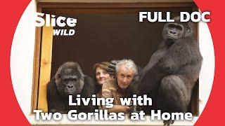 Adopting and Raising Orphaned Gorillas  SLICE WILD  FULL DOCUMENTARY