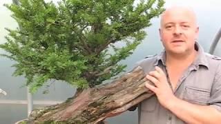 Copy of Bonsai Tree Styling - A Yew Saved From The Log Pile