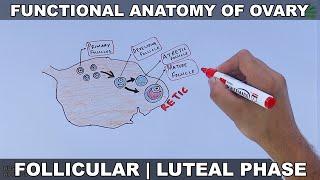 Adult Ovary Functional Anatomy  Ovarian Cycle