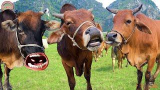 con bò - tổng hợp bài hát con bò sôi động nhất - liên khúc  parody con bò sôi động  - nhạc con bò