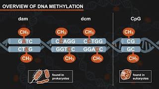The Effect of DNA Methylation on Restriction Digests