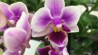 Обзор орхидей в Бауцентре 17 марта 2019 г. Есть Лиодоро Эквестрис  Синголо и тд