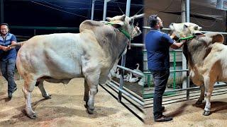 প্রয়াসের বিক্রিত এবং অবিক্রিত গরুর দাম  ৮০ হাজার থেকে শুরু  আমাদের টিনটিন ️