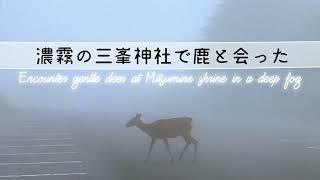 【三峯神社】霧に包まれた三峯神社で小鹿と出会ったEncounter gentle deer at Mitsumine shrine in a deep fog