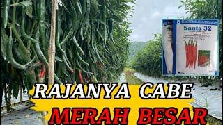 CABE MERAH BESAR SANTA32 BUAH LEBAT DAN SUBUR  HASIL PANEN DI ATAS RATA RATA #viral #rinjan