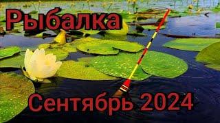 Рыбалка на поплавок 28 сентября 2024 г. на рекеДавно так не рыбачилВедро карася за час на червя