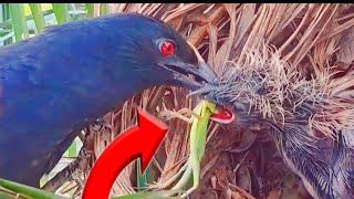 ANAK BURUNG BUTBUT TUNGGAL FULL MAKAN TAPI GAK PERNAH KENYANG