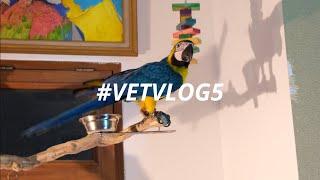 A DAY IN THE LIFE OF VET #VETVLOG5