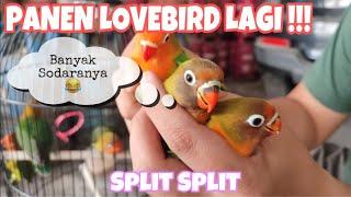 Panen Anakan Lovebird Biola Puluhan Ekor Lengkap Split Biola Lutino & Blue