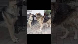 Долгожитель Немецкая Овчарка. Возраст - 17 лет. German Shepherd - 17 years old.