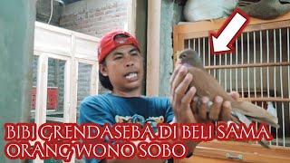 BIBI GRENDASEBA DAN CUCU RAMPOK DI BELI SAMA ORANG WONOSOBO