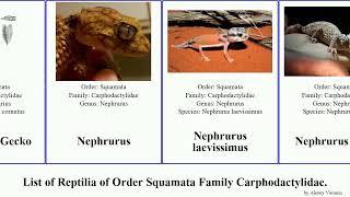 List of Reptilia of Order Squamata Family Carphodactylidae. gecko asper Saltuarius Nephrurus Cape