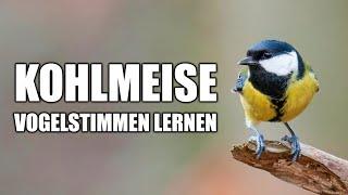 Kohlmeise Vogelstimmen lernen