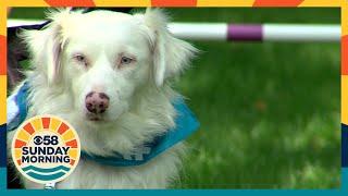 Connection and communication Local deaf rescue dog to compete in AKC Agility Championship