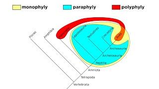 Cladistics Part 2 Monophyly Paraphyly and Polyphyly