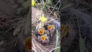 lark bird feeding grass #shorts