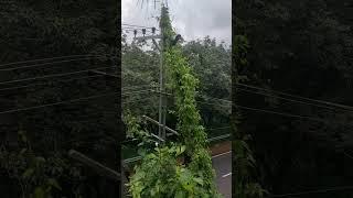 kseb electricity post with creepers funny