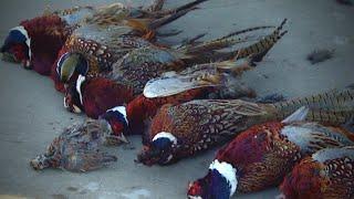 Nebraska Pheasant Hunting Explosion Classic 2015
