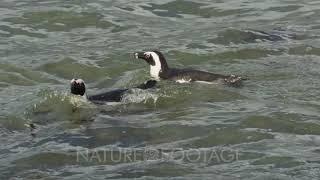 African penguin Spheniscus demersus - swimming in waves