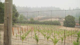 Glass Fire damages vineyards across Napa Valley California wine country