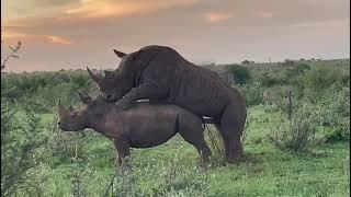Rhino mating