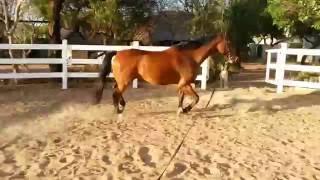 Trotting and cantering in a circle.
