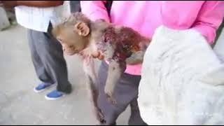 Monkey killed by human.