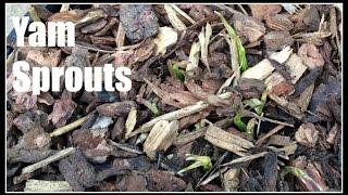 Winged Yam Dioscorea alata Vines Sprouting - Ninja Gardening - Episode 37