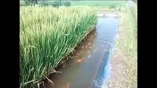 Teknik menanam padi dan Budidaya ikan Nila