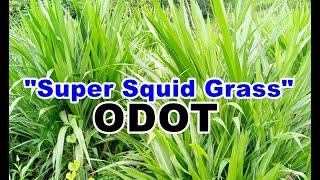 Super fertile Odot Grass garden in East Java