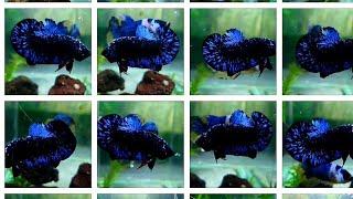 PART 317 Betta Black Blue pk GLX - Cá betta xanh đen huyền bí