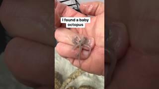 He’s lucky to be alive #petoctopus #octopus  #babyoctopus #thereefdoc
