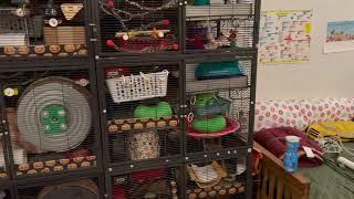 6 Unit Critter Nation Rat Mansion Cage Tour