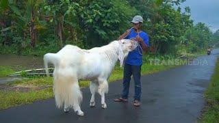 Jawara Kambing Senduro   RAGAM INDONESIA 110123