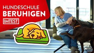 Aufgedreht So beruhigt man seinen Hund  Mit Tipps vom Hundetrainer