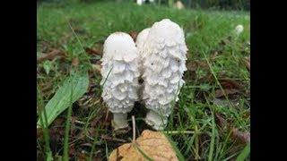 Shaggy Ink Cap Judges wig Lawyers Wig Coprinus comatus. Tasty Mushrooms