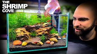 The Shrimp Cove New Neocaridina Nano Tank For Freshwater Cherry Shrimp Aquascape Tutorial