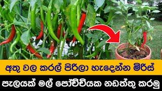 බදුන්ගත මිරිස් වගාවක් නිවැරදිව කරන ආකාරය මෙන්න  How to grow chilli plant in pot