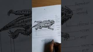 Phrynosoma sp. Biology practical drawings #shorts #youtubeshort