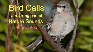 Bird Calls of Nature Sounds