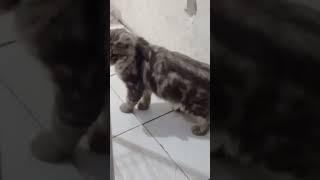 Viral kucing berbulu srigala bulunya sangat cantik  #kucingimut #kucingkampung #kucing