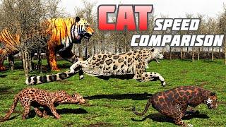 Big Cat SPEED COMPARISON wildlife 3D  Tiger  Lion Cheetah