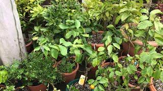 Citrus. Just how many named citrus plants have I really got ? The exact number  @PeterEntwistle